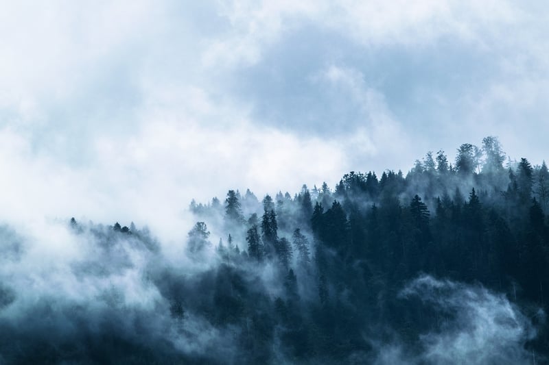 Woodland Forest